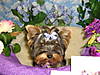 Teddy_Easter-2006_003.jpg