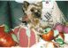 Thanksgiving05.jpg