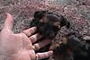 Tias_Babies_128.jpg