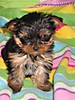 Tiffany_010.jpg