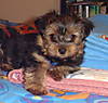Tiger_on_bed_-_10_wks.jpg