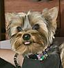 Toby_Tongue.jpg