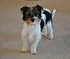 WEBSTER_15_MO_MALE_BIEWER_TERRIER1.jpg