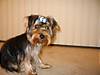 WookieBow1.jpg