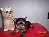 Yorkie_Pups_005.jpg