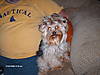 Yorkie_stud_Mojo_015.jpg