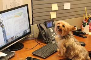 Yorkie_take_your_dog_to_work_day.jpg