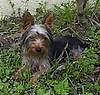 Yorkies_005.jpg