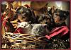 Yorkshire-terriere-british-cats_0077_Medium_.jpg