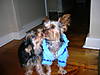 alldogphotos_091.jpg