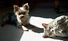 bailey_and_boo_2_.jpg