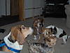 bassets_042.jpg