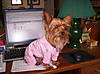 bean_in_her_pjs.JPG