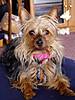 bella_on_the_stool2.JPG