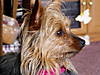 bella_profile.JPG