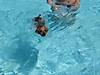 bella_swimming.jpg