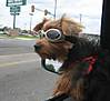 bobo_doggles1.jpg