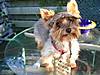 bubu_Summer_2005.JPG