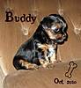 buddy2.jpg