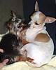 chloe-and-tink.jpg