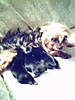 cory_and_her_babies.jpg