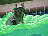 cujo8.jpg