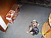 daisy_bella_23_3_.jpg