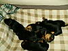 destinees_puppies_at_15_days_2008_001.jpg