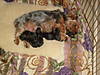 diva_giving_birth_5-3-08_010.JPG