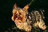 dog_park_Sept9_077-1.JPG