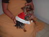 dog_pics_024.jpg