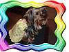 dog_pics_044.jpg