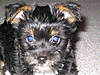 doggy.JPG