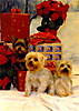 dogs6.jpg