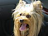 dogs_in_car_05_003.jpg