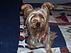 gidget1.jpg