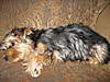 lucy_s_coat_at_4_mos.jpg