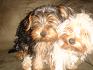 my_doggies_003.jpg