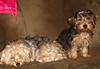 my_doggies_0051.jpg