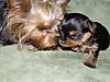 new_puppy_pic_009.jpg