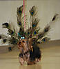peacock040.jpg