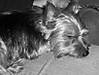 peawee_pictures_016_816_x_616_.jpg