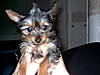 photos_dog_etc_001.jpg