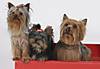 pinecrest_s_yorkies_011.jpg