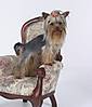 pinecrest_s_yorkies_028.jpg