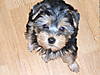 pup2007_0620_017_.JPG