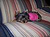puppies6-30-07_008.jpg