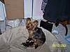 puppies_008.jpg