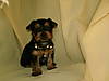 puppies_6_weeks_april_20_2008_016.jpg