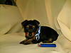 puppies_6_weeks_april_20_2008_0321.jpg